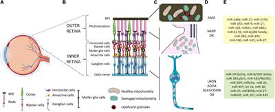 The Role of MicroRNAs in Mitochondria-Mediated Eye Diseases